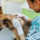 Female Veterinarian checks dog for ticks
